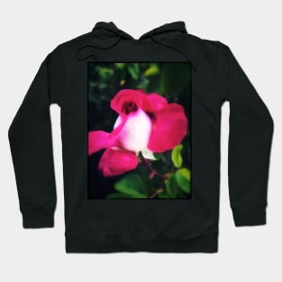 Delicate crimson white pink rose Hoodie